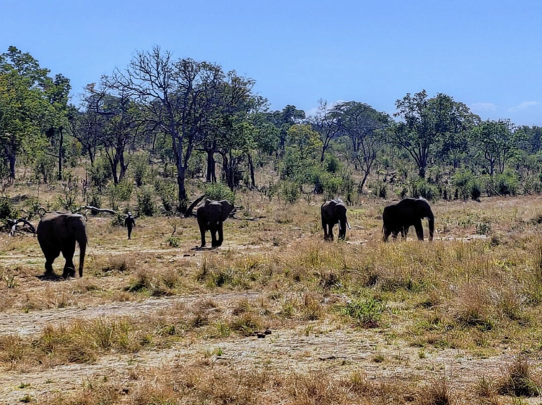 Wild Horizons Elephant Sanctuary-维多利亚瀑布必去景点
