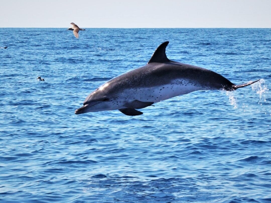 Water4fun - Whale Watching Terceira island-亚速尔群岛英雄港中心区必去景点