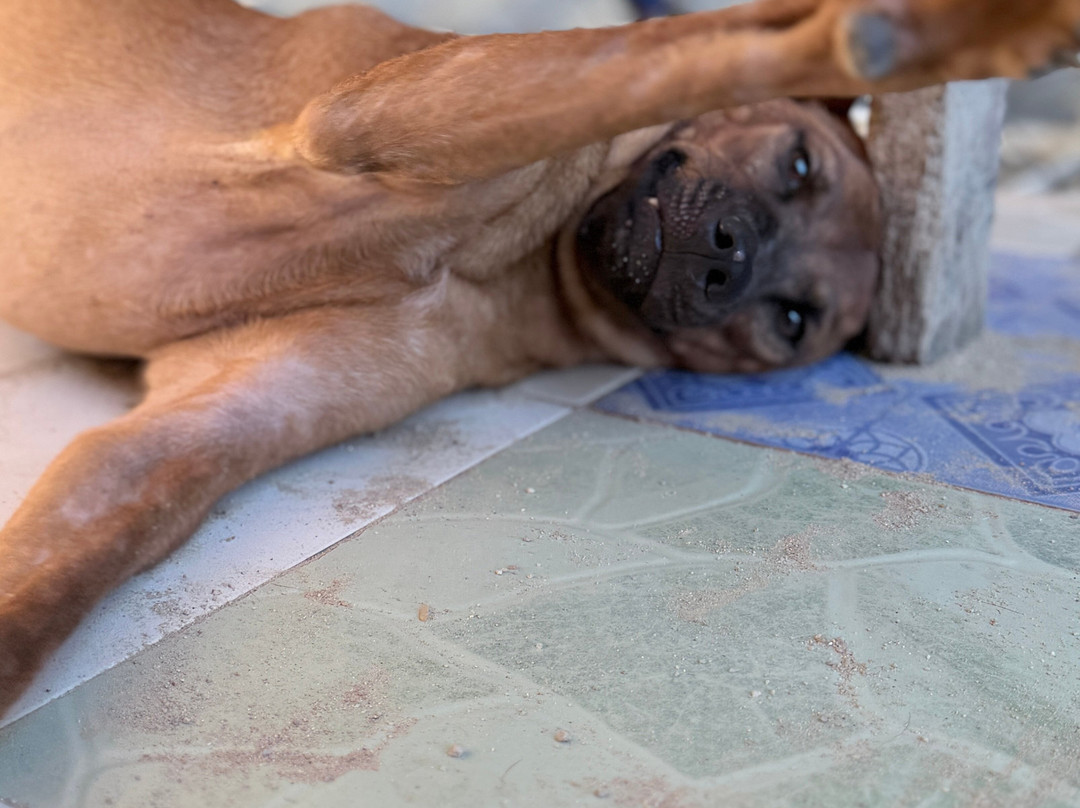 Dog and Cat Rescue Samui Foundation