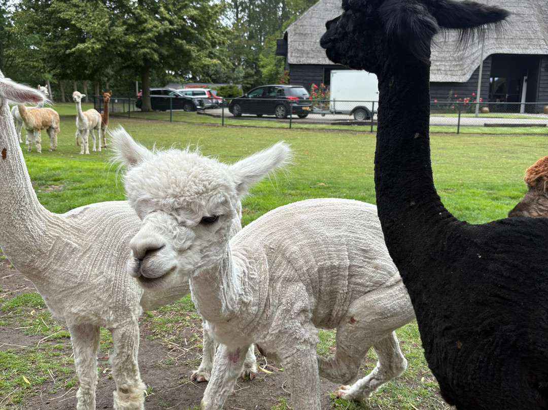 Alpaca Zeeland-Nieuwdorp必去景点