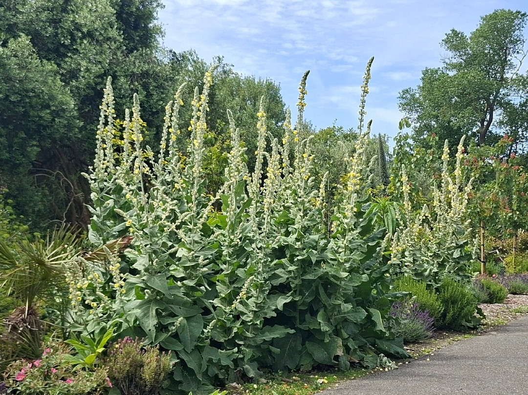 Ventnor Botanic Garden-文特诺必去景点