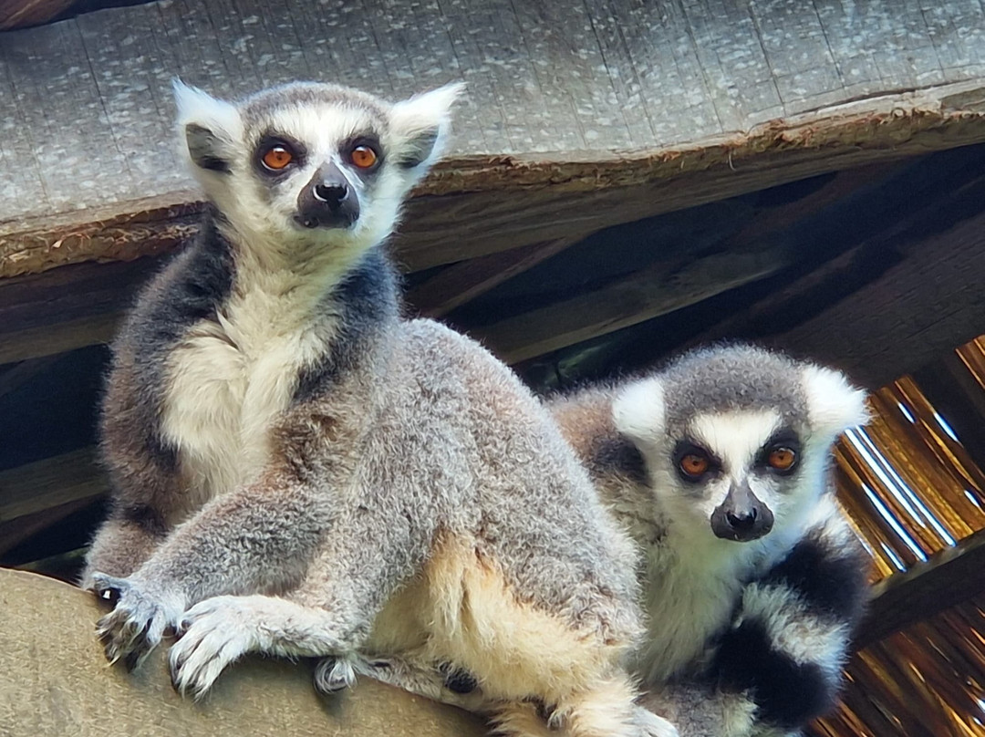 Zooparc Overloon-Overloon必去景点