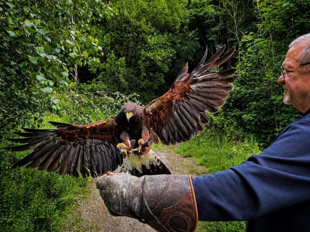 Riverside Falconry-纽卡斯尔必去景点