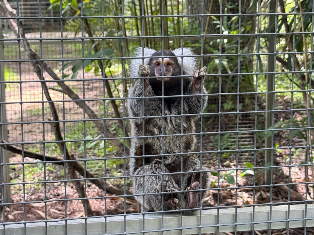 Jungle Friends Primate Sanctuary-盖恩斯维尔必去景点