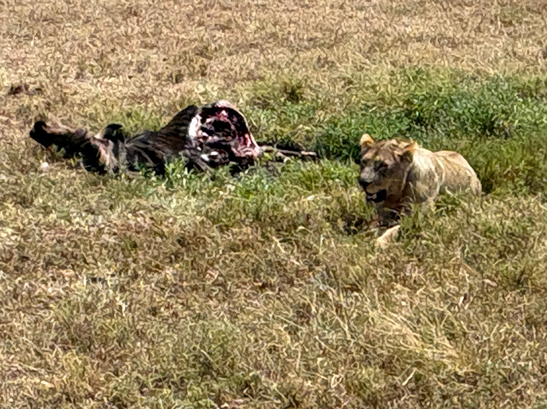 Tanzania-Experience-阿鲁沙必去景点