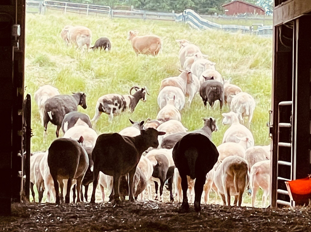 Farm Sanctuary主图