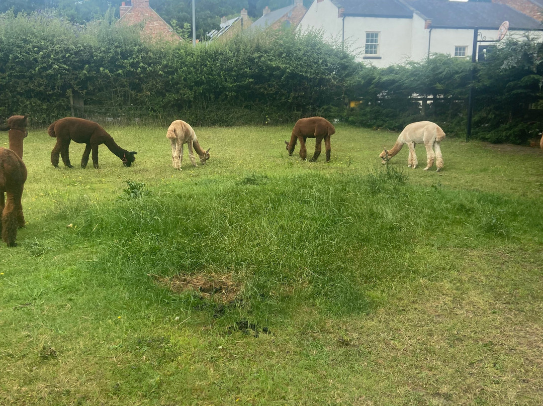 Alpaca Alpaca At Leven Valley-Yarm必去景点