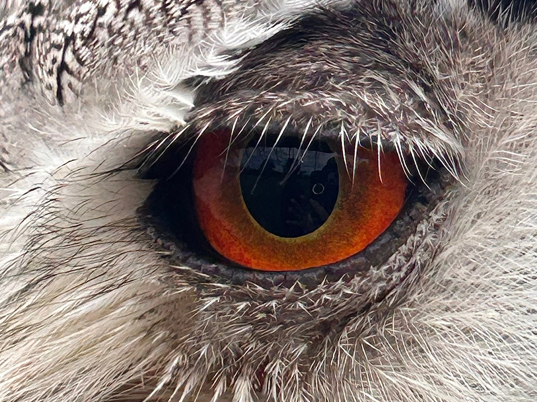 Surrey Hills Falconry-Ockley必去景点