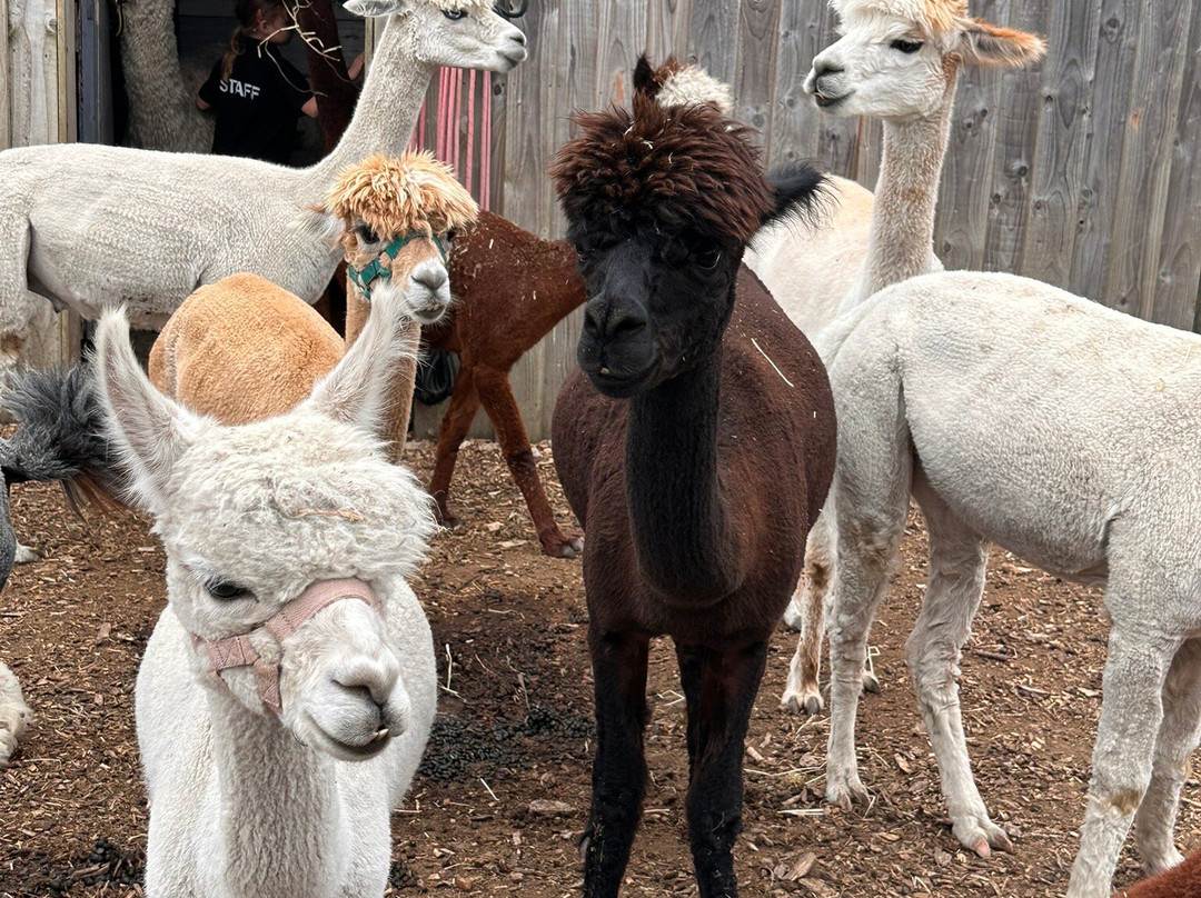 Nanny Sharon's Alpaca Farm C.I.C-Prenton必去景点