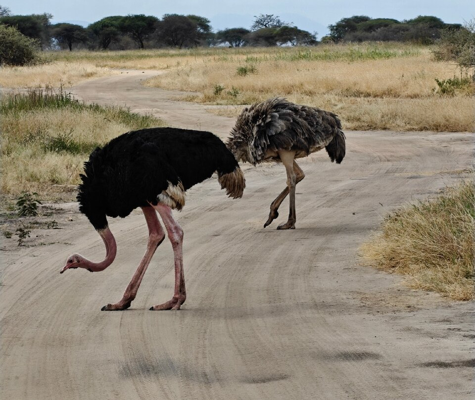 Tarangire National Park-塔兰吉雷国家公园必去景点