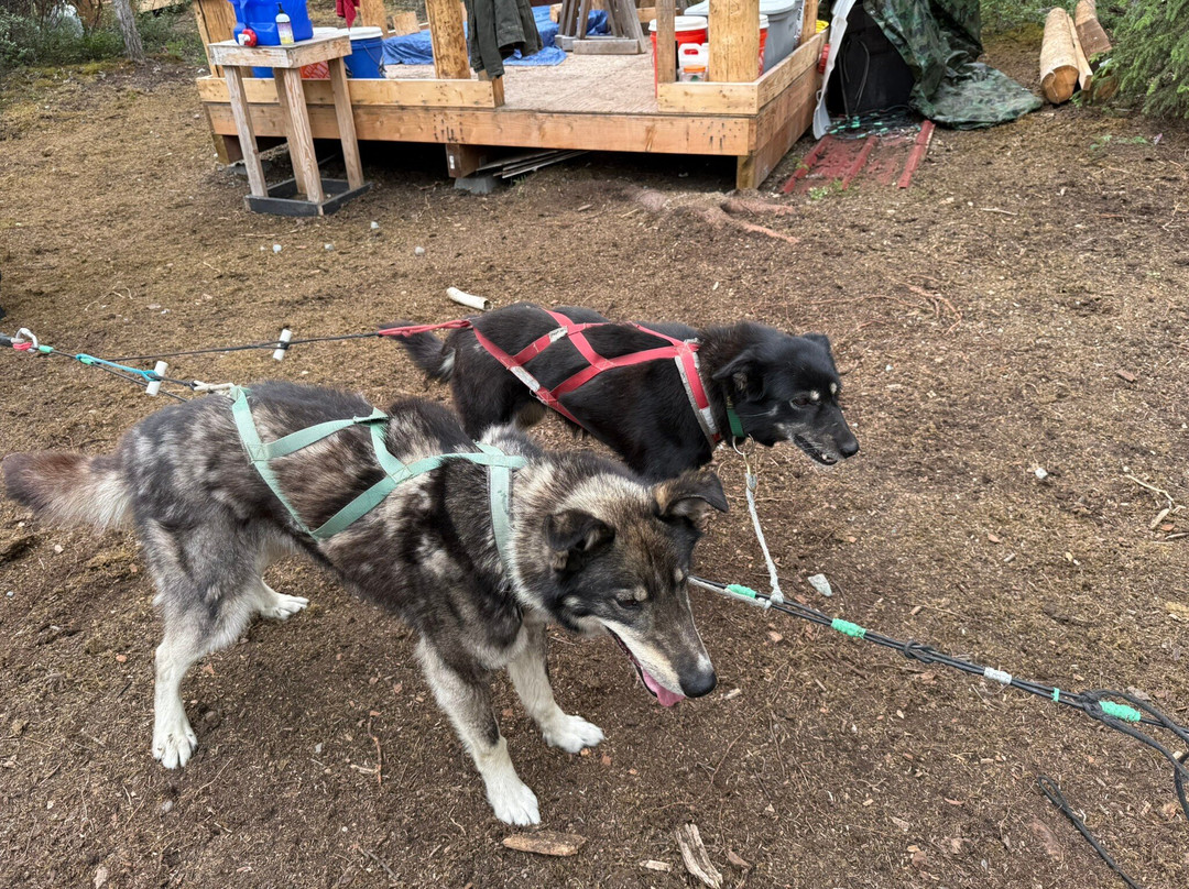 Waylon's Way Dog Sledding-McCarthy必去景点