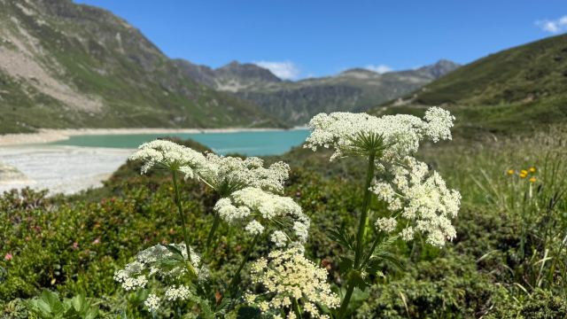 沃勒霍夫阿尔卑斯浪漫酒店-旅行者
