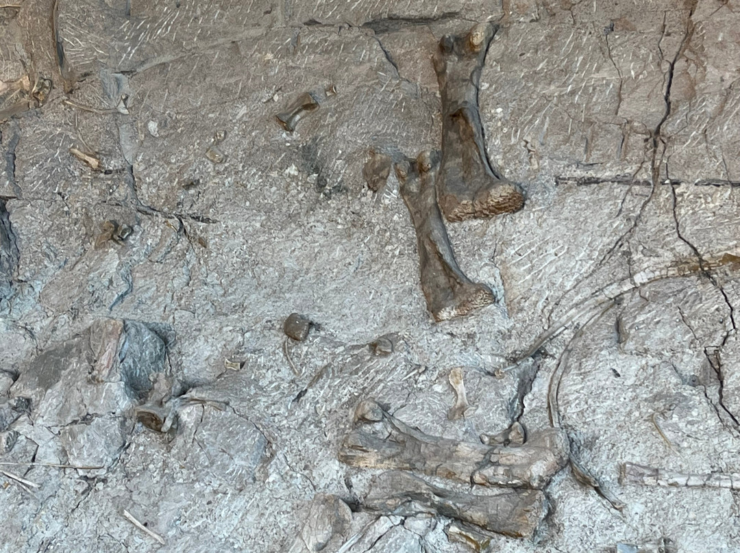 Dinosaur National Monument-Dinosaur必去景点