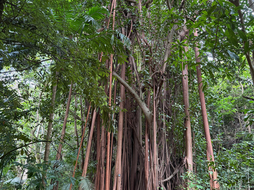 Welchman Hall Gully-Saint Thomas Parish必去景点