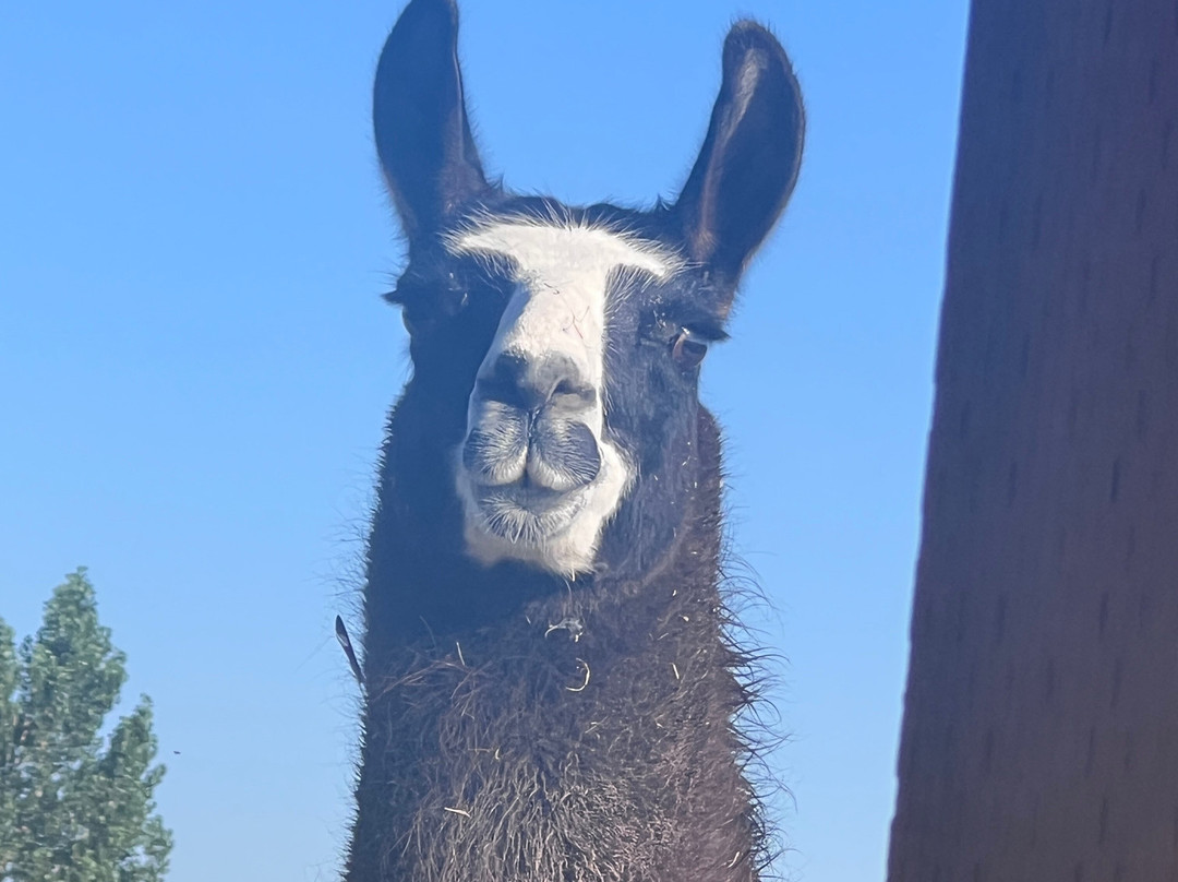 Llamas Unlimited LLC-Powell必去景点