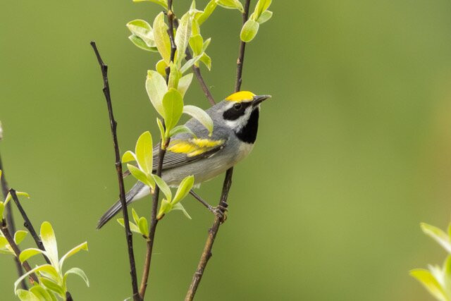 New England Bird Tours-East Middlebury必去景点