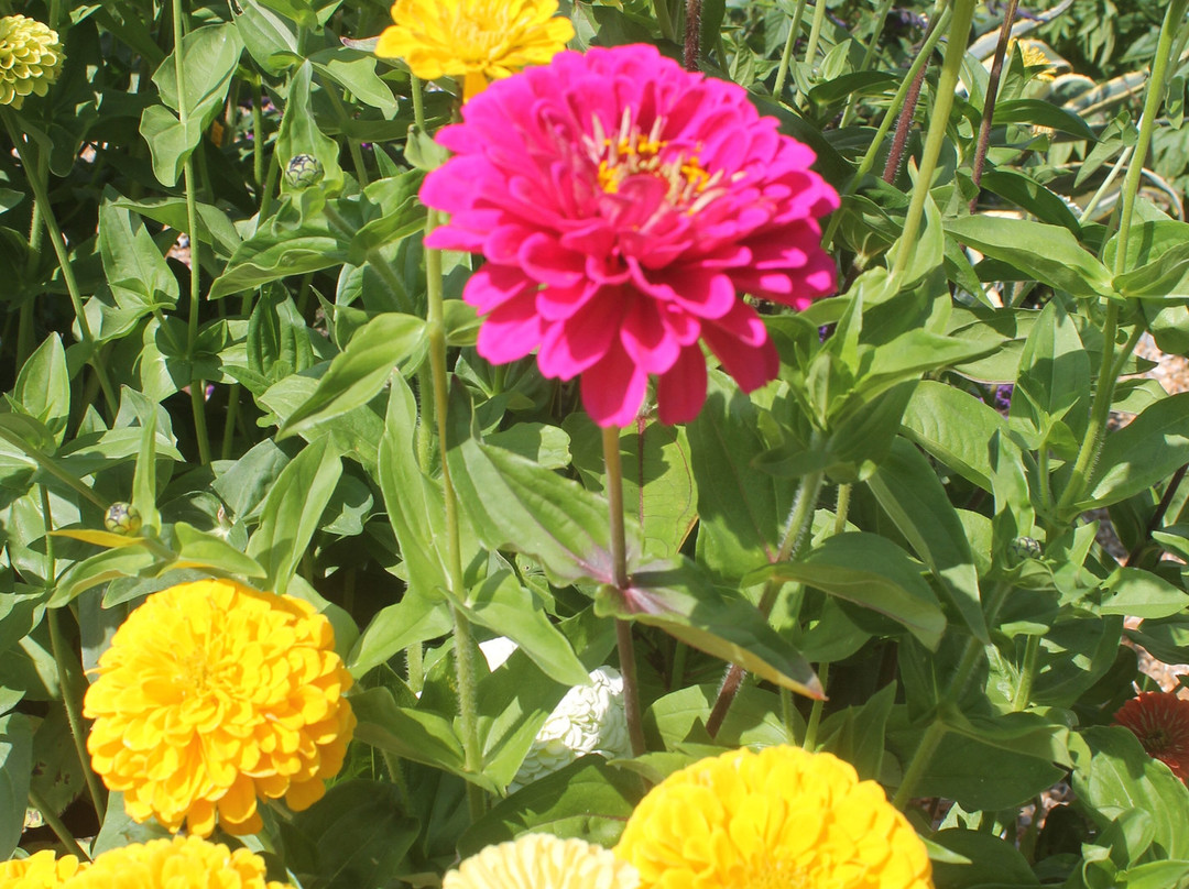Goodnestone Park Gardens-Goodnestone必去景点