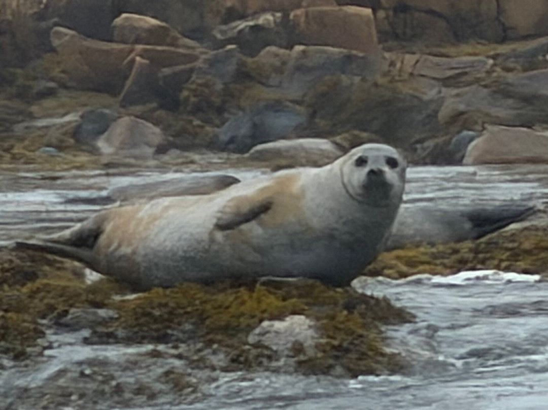 Acadia Puffin Cruise-Steuben必去景点