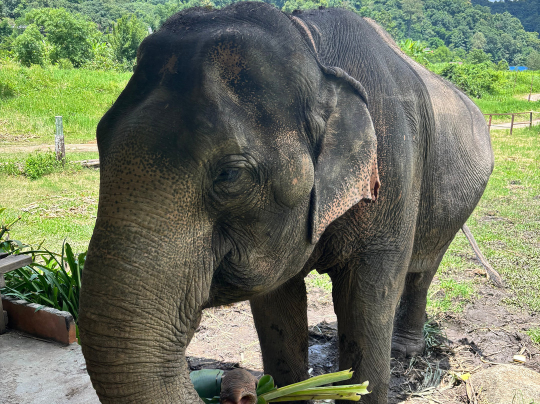 Doi Lom Elephant Rescue Sanctuary-夜登必去景点