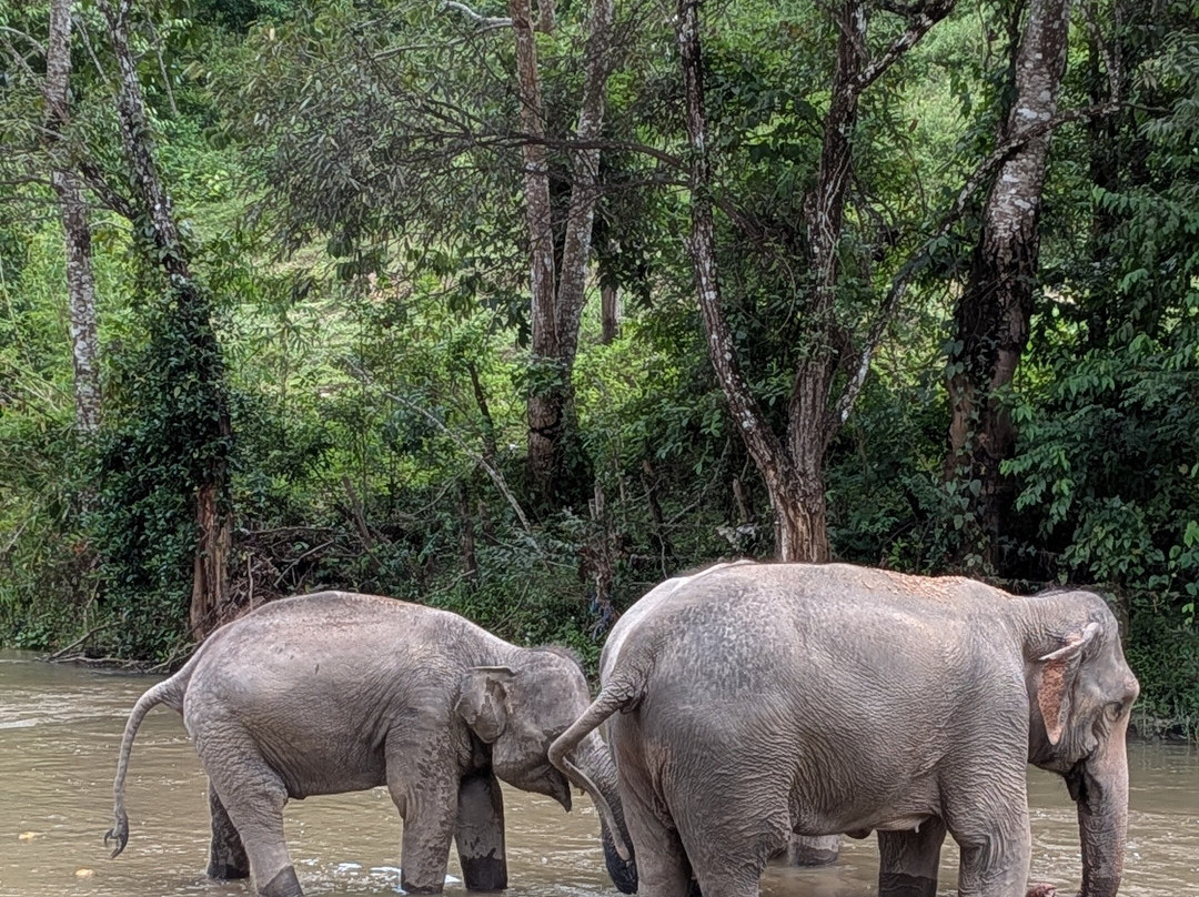 Pon Elephant Thailand-清迈必去景点