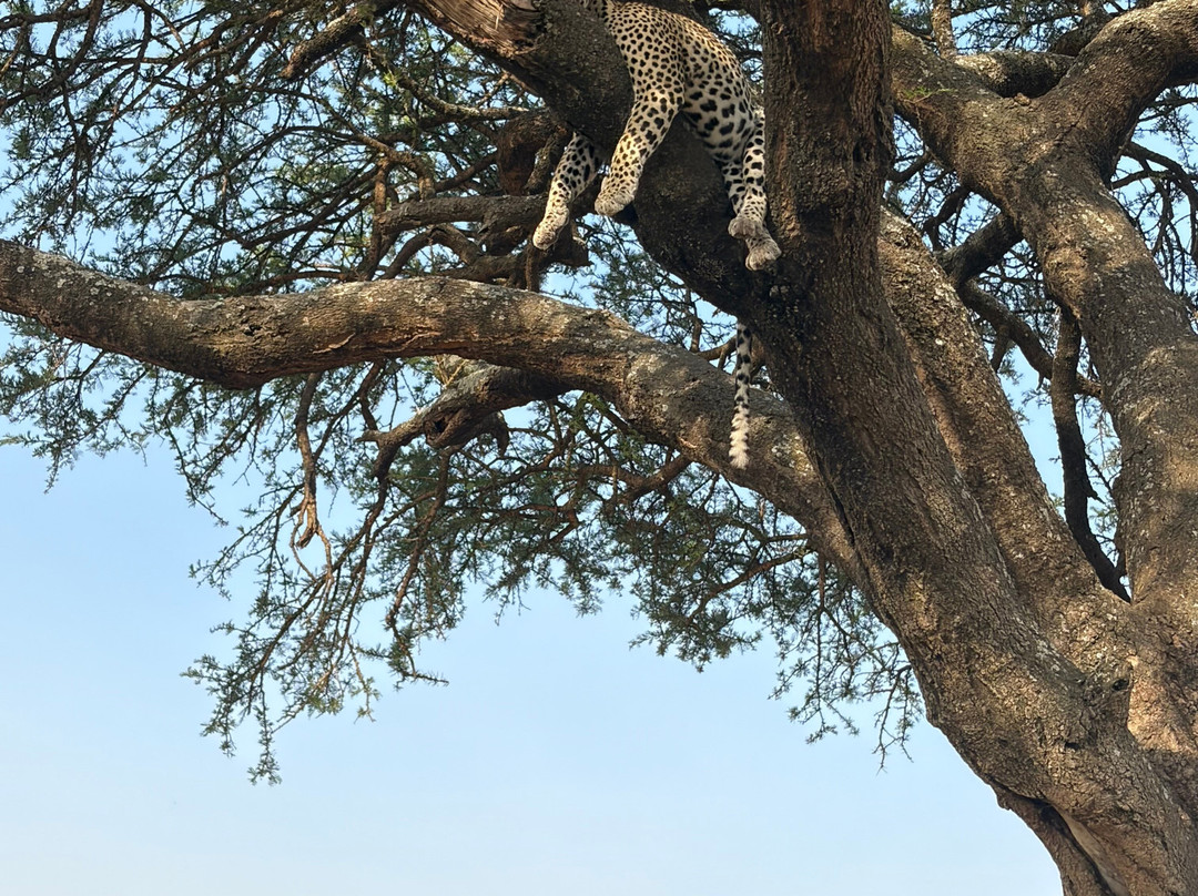Kilitanzania Pride Tours and Safaris-阿鲁沙必去景点
