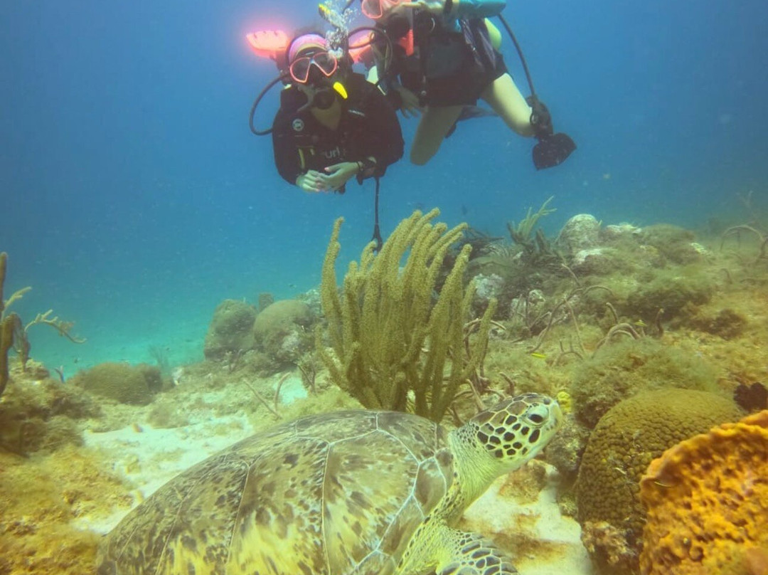 Aruba Premier Boat and Dive-奥腊涅斯塔德必去景点