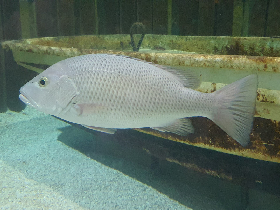 Sylt Aquarium-叙尔特必去景点