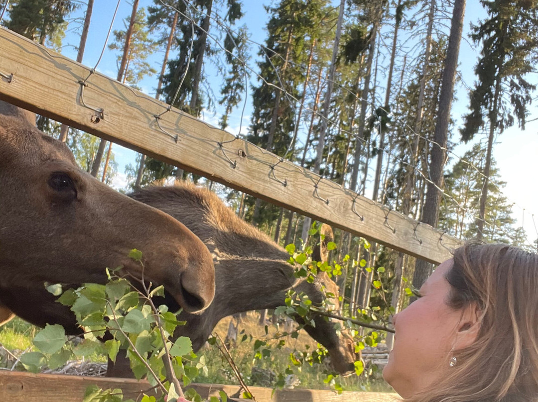 Varmlands Moose Park-Eksharad必去景点
