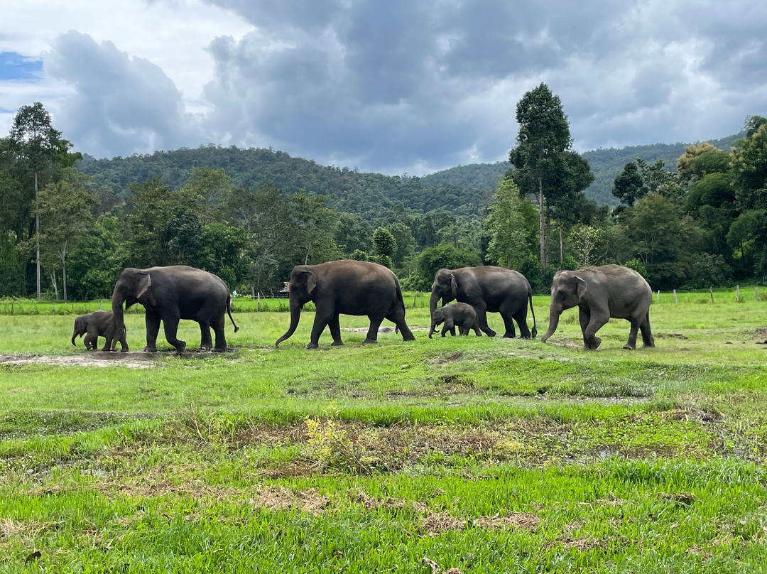 Karen Hilltribe Elephant Sanctuary-Mae Win必去景点