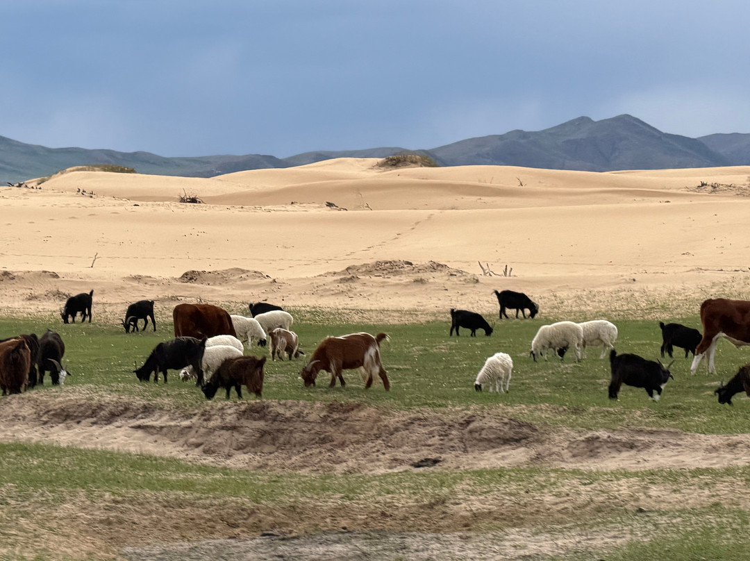 Elsen Tasarkhai Sand Dune-Bulgan必去景点