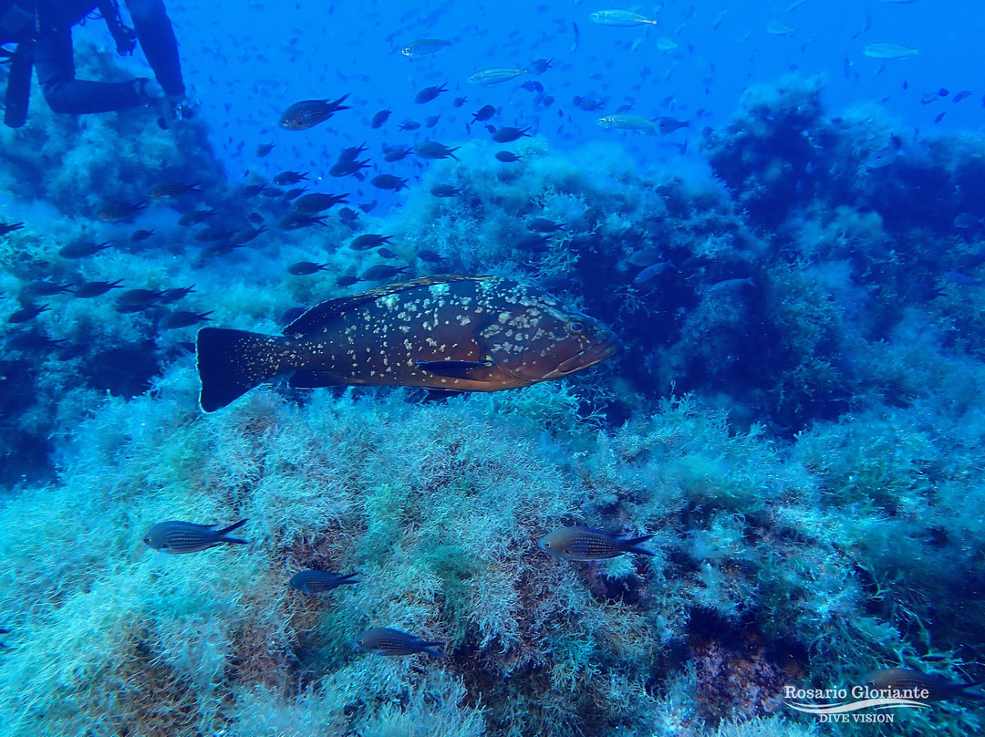 Lustrica diving-Ustica必去景点