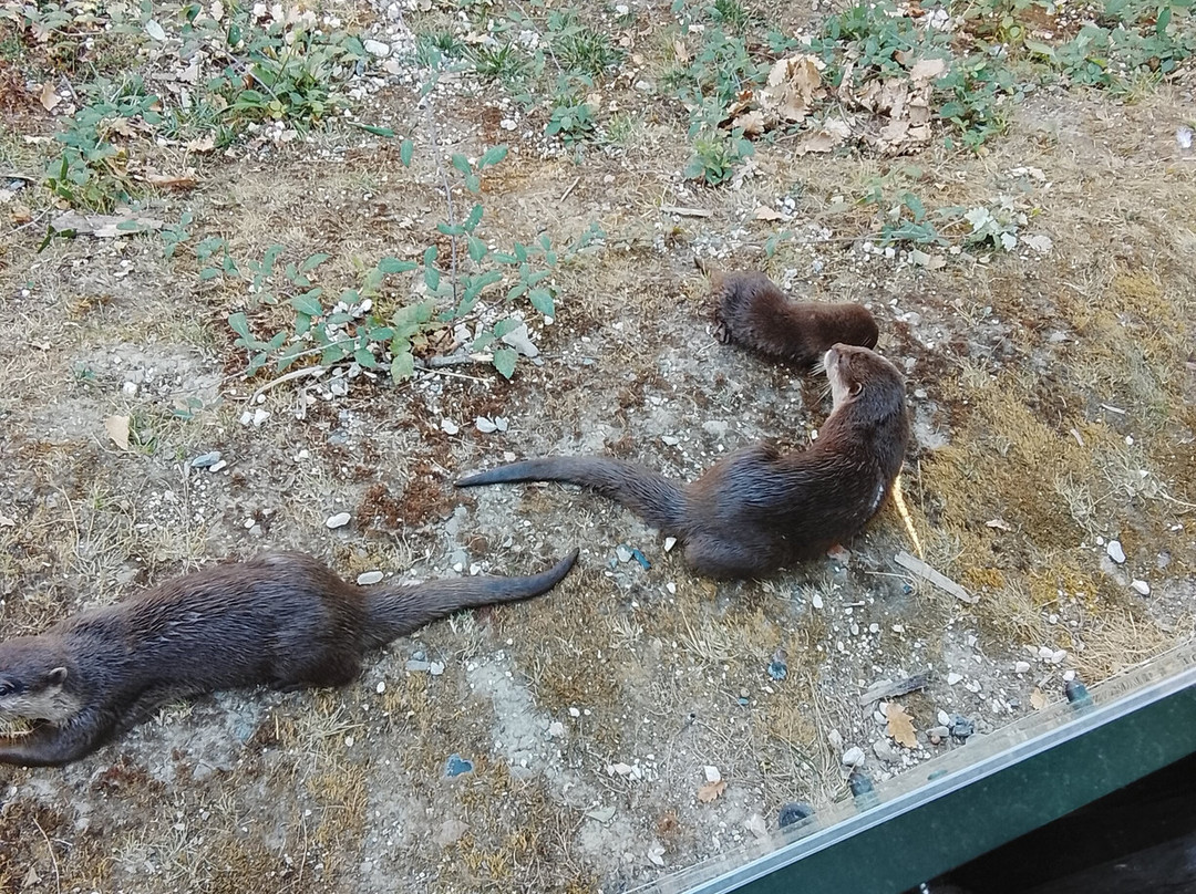 Zoo African Safari-Plaisance-du-Touch必去景点
