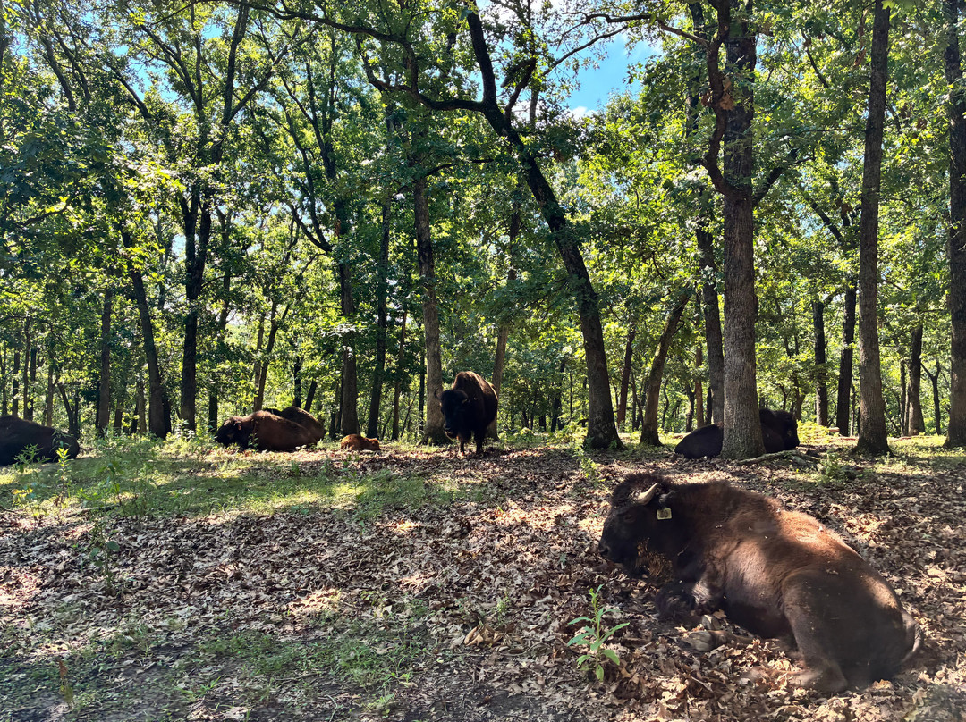 Lone Elk Park-圣路易斯必去景点