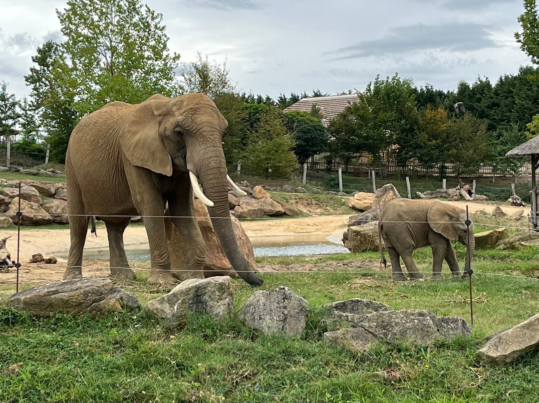 ZooParc de Beauval-圣艾尼昂必去景点