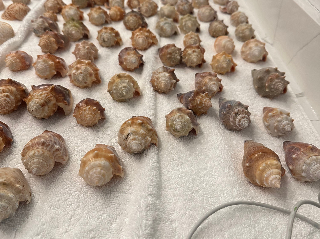 Treasure Seekers Shell Tours-Goodland必去景点