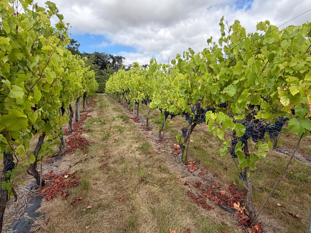 New Lodge Vineyard-Earls Barton必去景点