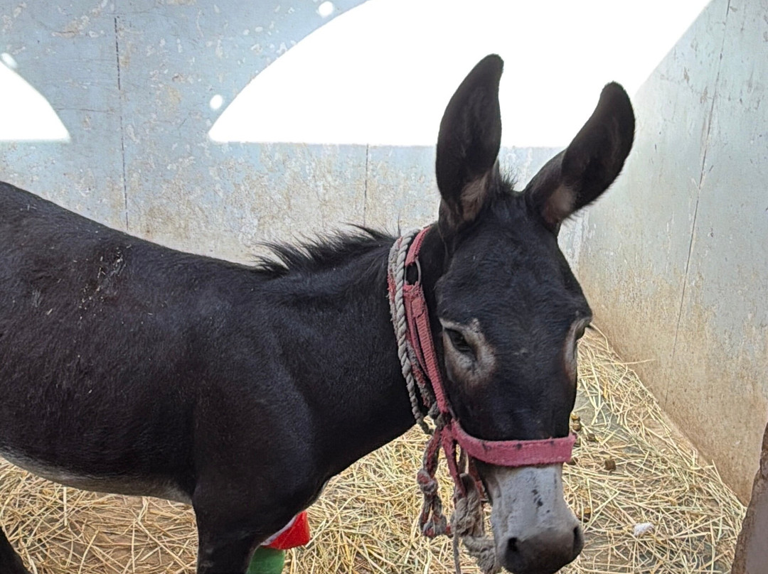 ACE - Animal Care in Egypt-卢克索必去景点