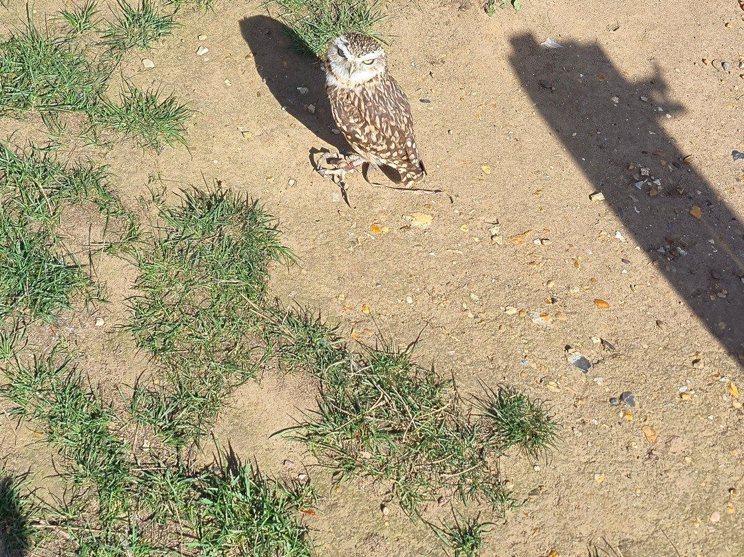 Lavenham Falconry-Monks Eleigh必去景点