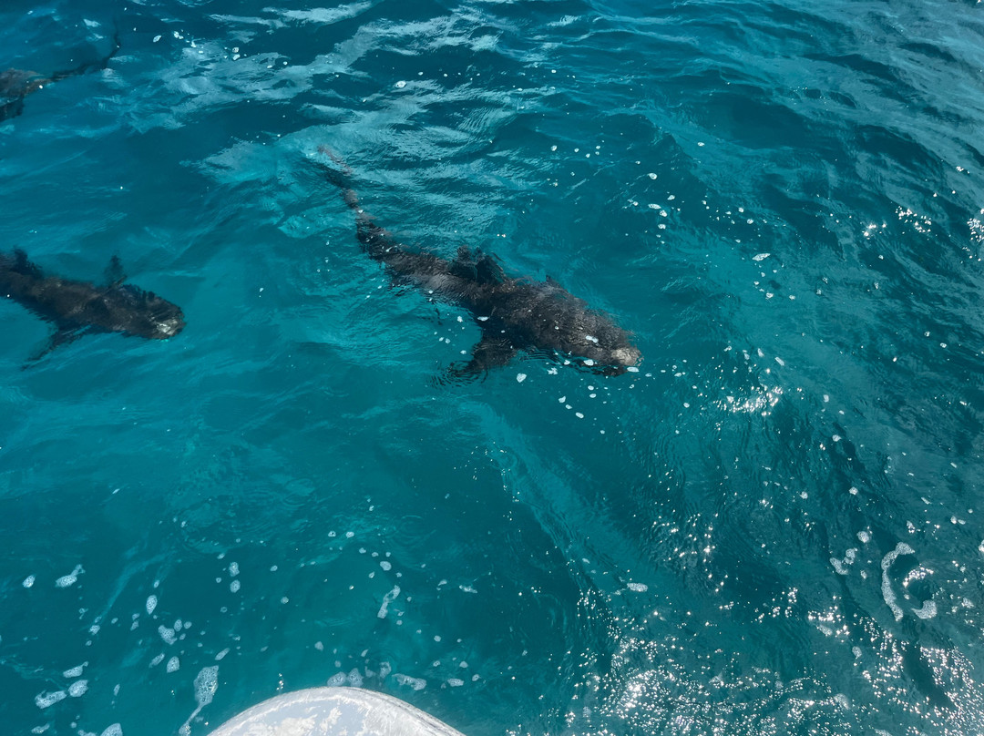 Neal Watson's Bimini Scuba Center-Alice Town必去景点