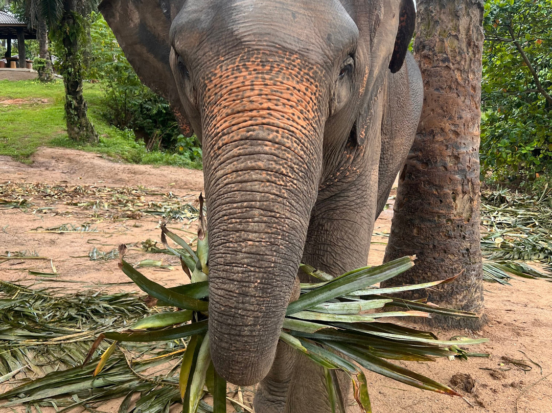 Krabi Elephant House Sanctuary-Sai Thai必去景点