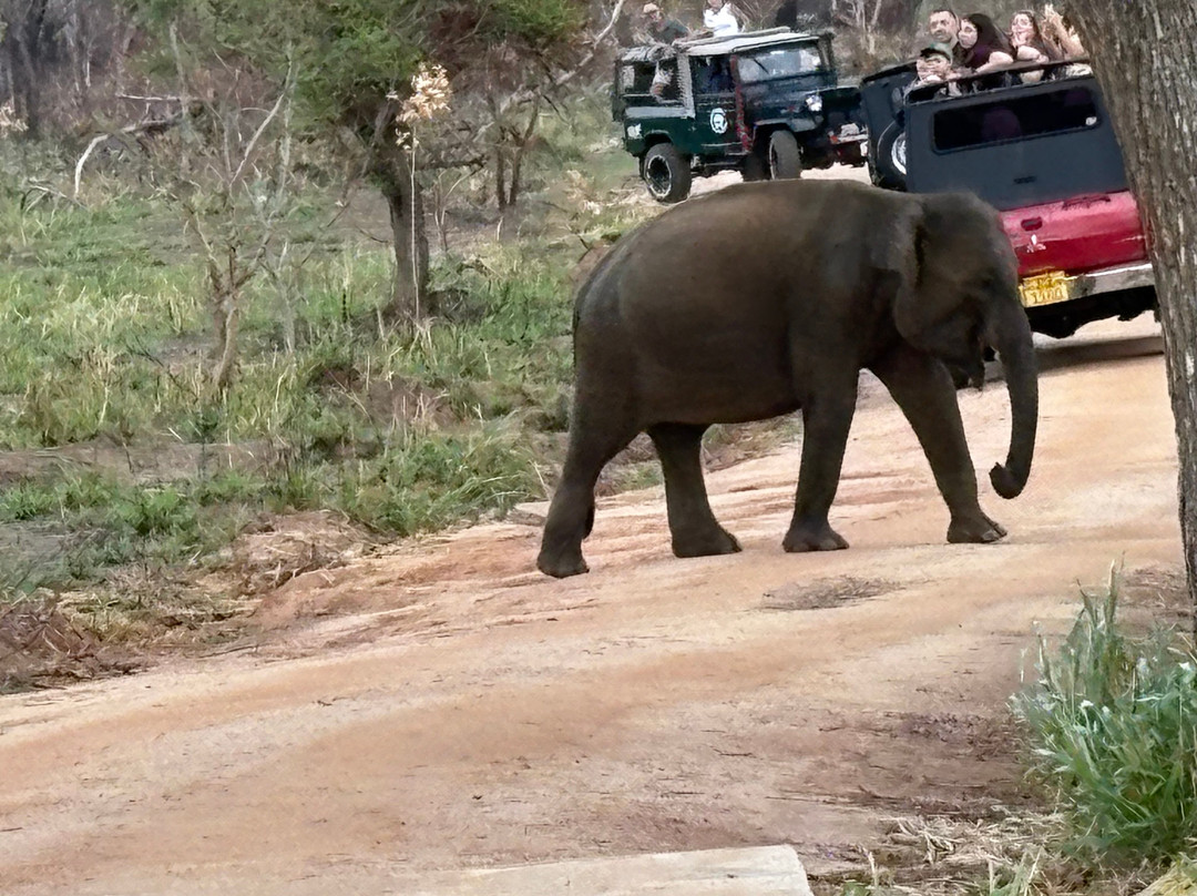 Lanka Classy Tours-凯拉尼亚必去景点