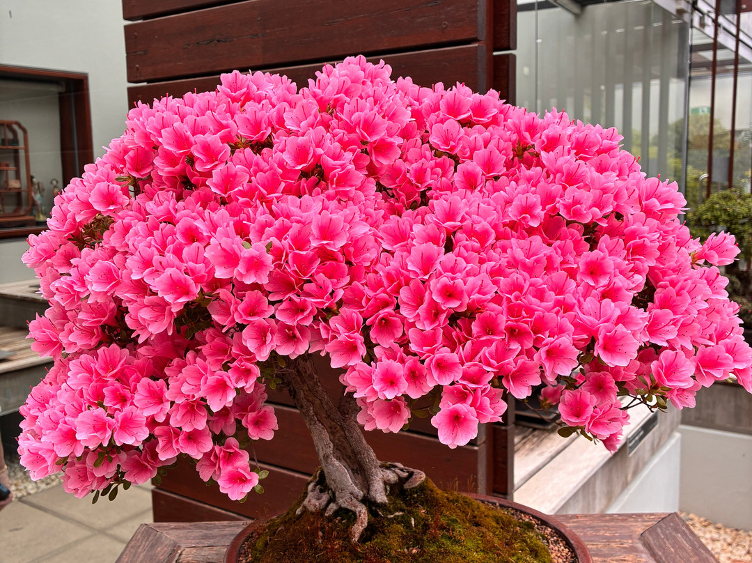 National Bonsai & Penjing Collection-Molonglo Valley必去景点