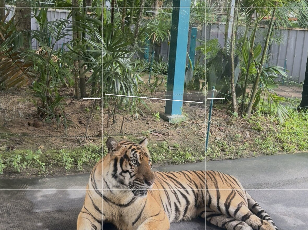 Tiger Park Pattaya-芭堤雅必去景点