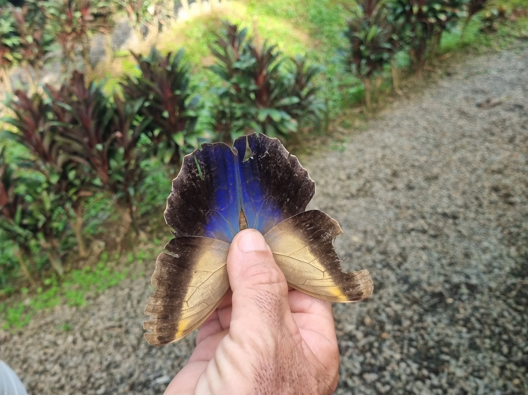 Mariposario Alas del Destino-圣卡洛斯必去景点
