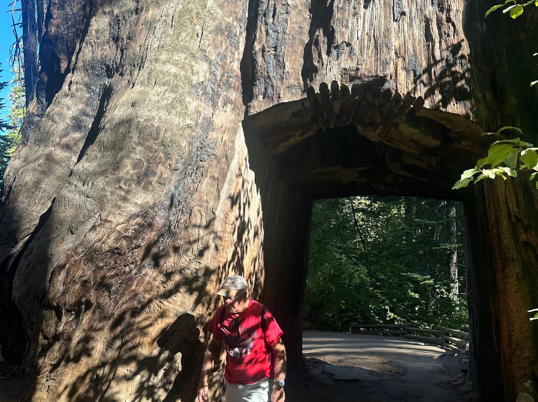 Tuolumne Grove of Giant Sequoias-优胜美地国家公园必去景点