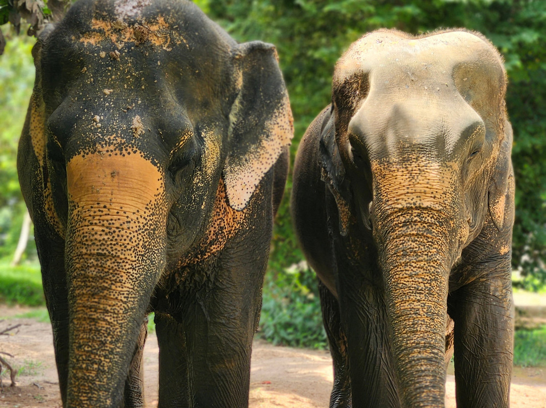 Samui Elephant Sanctuary-波普特必去景点