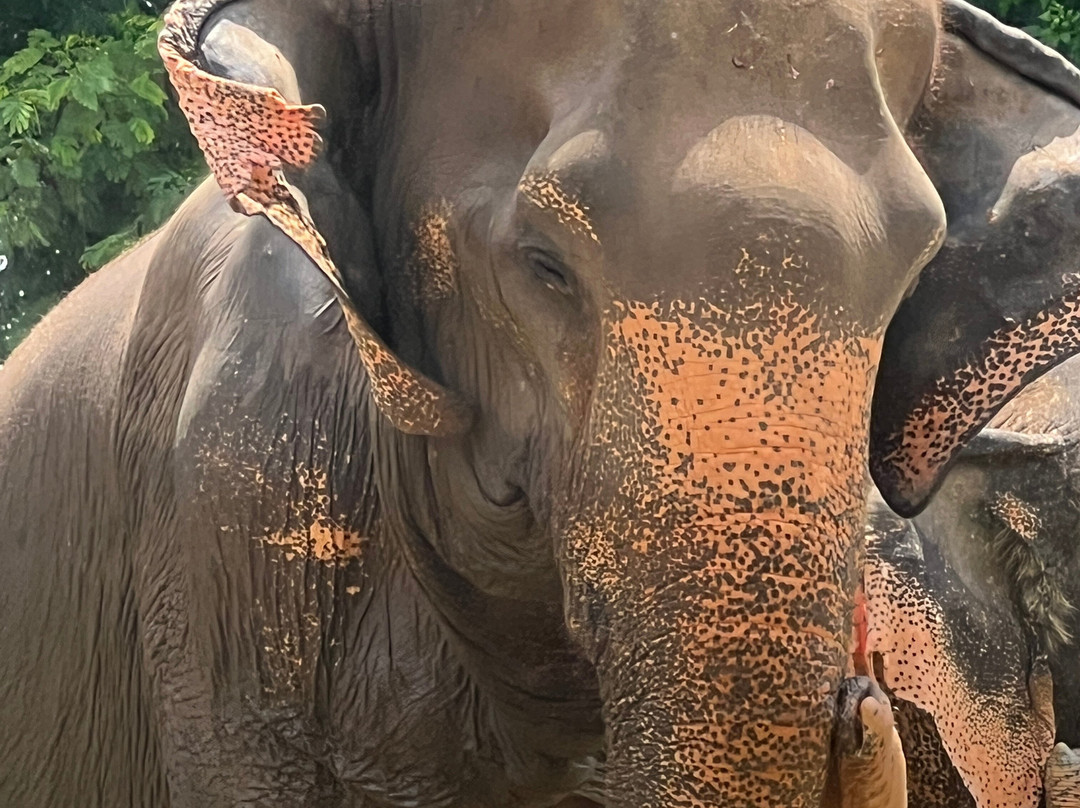 Samui Elephant Sanctuary-波普特必去景点