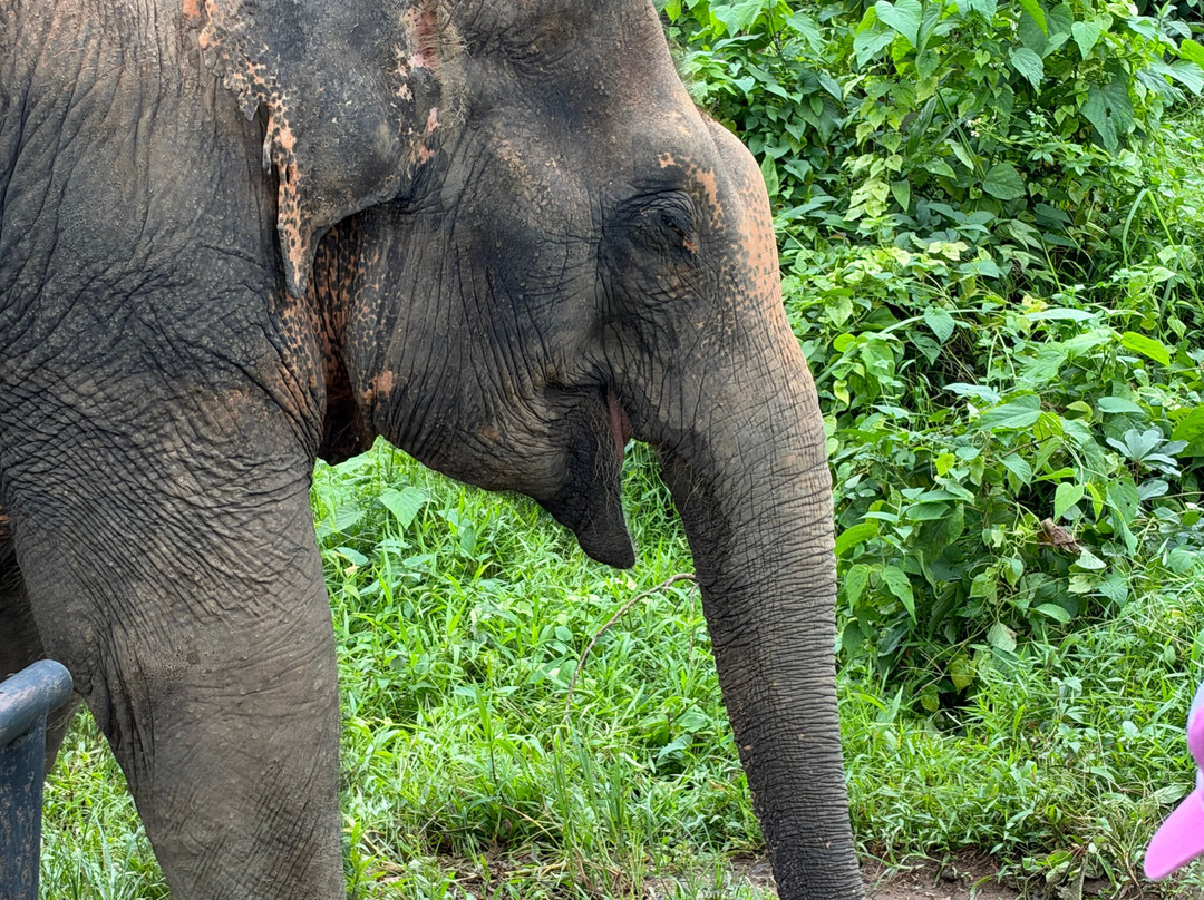 Phuket Elephant Nature Reserve-他朗必去景点