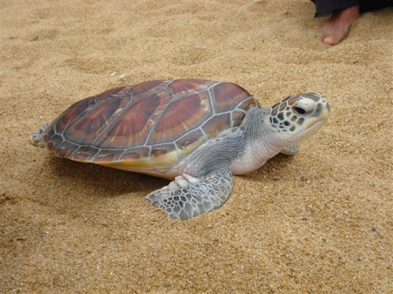 海龟保护景点图片