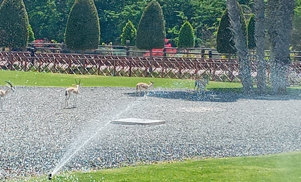 Al Maya Island & Resort-阿布扎比必去景点